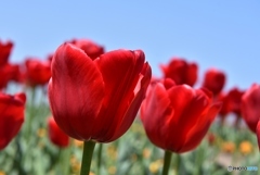 チューリップ　４