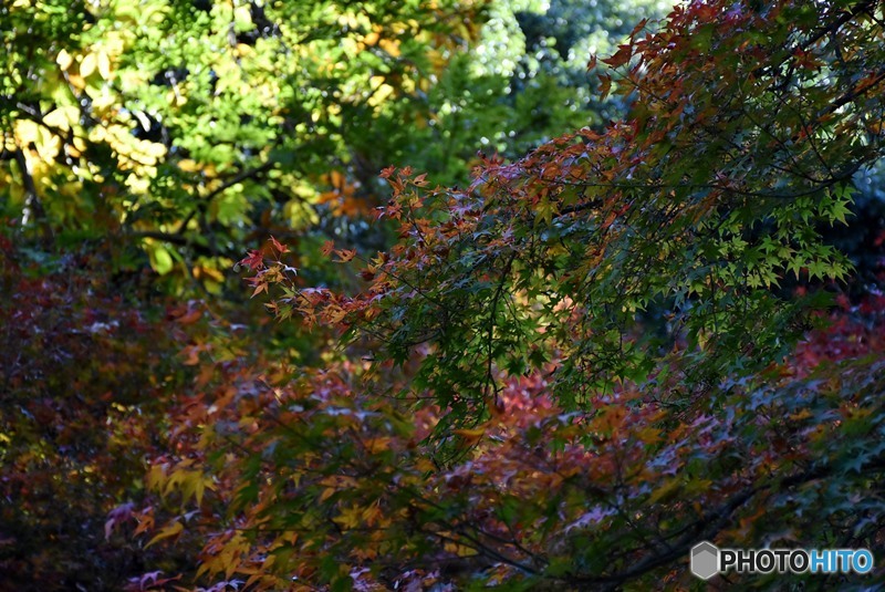 秋の宮島　１７