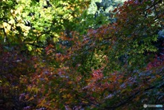 秋の宮島　１７