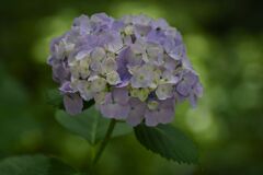 紫陽花　１