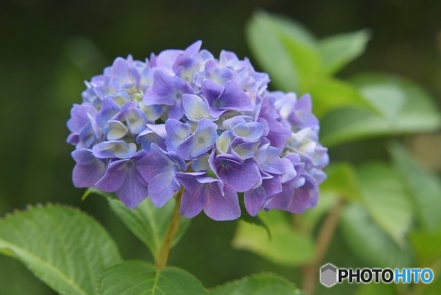 三景園の紫陽花　２０