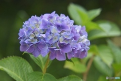 三景園の紫陽花　２０