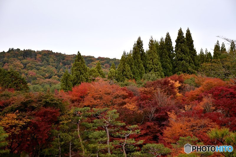 三景園の紅葉　４