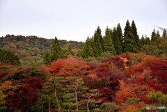 三景園の紅葉　４