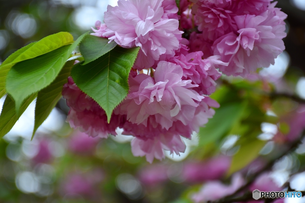 花のまわりみち