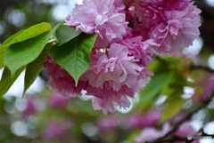 花のまわりみち