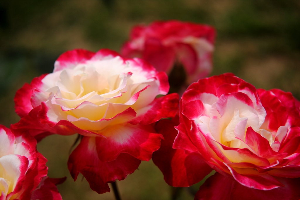 ダブル　デライト