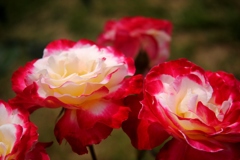 ダブル　デライト