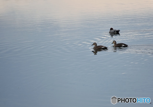 カモが泳ぐ池　５