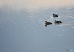 カモが泳ぐ池　５