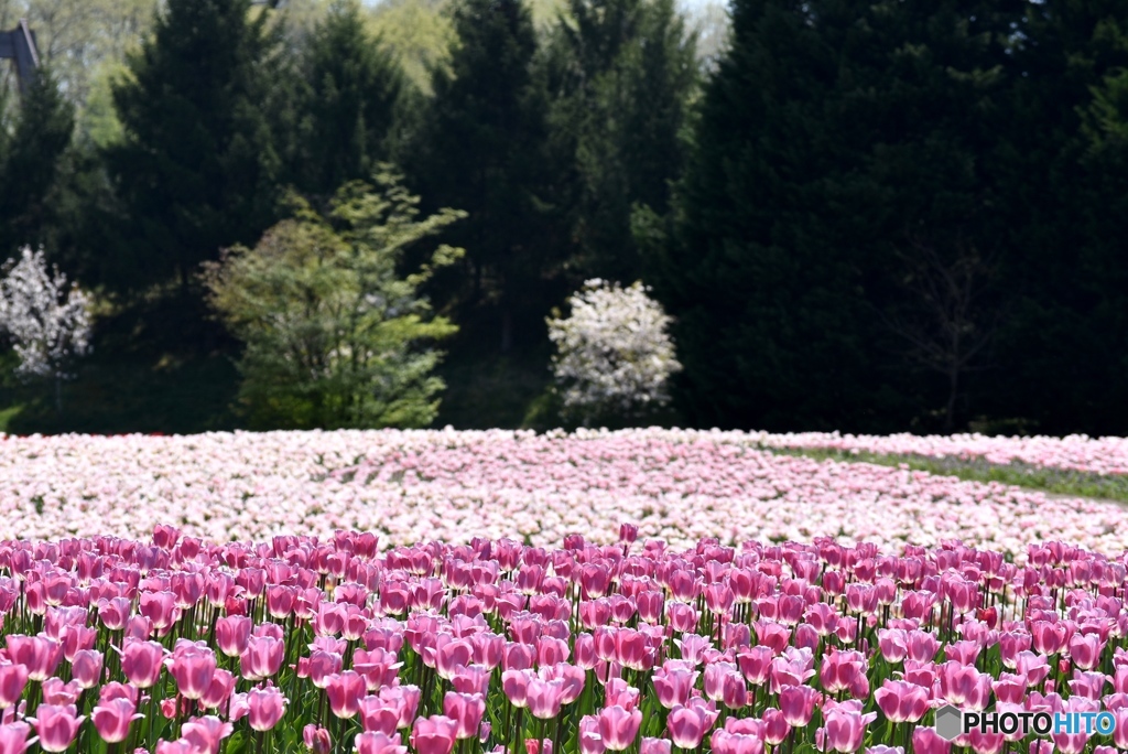 チューリップ　８