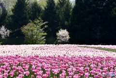 チューリップ　８