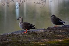 お堀のカルガモ　３