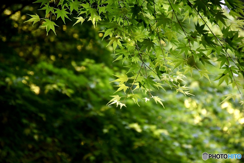 新緑　４