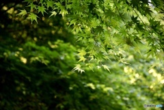 新緑　４