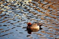 ヒドリガモ　２