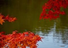 縮景園にて　７