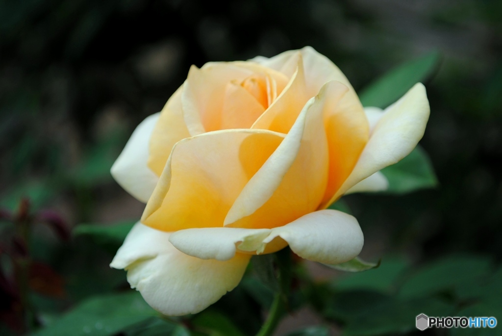 マリリンモンロー