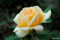 マリリンモンロー