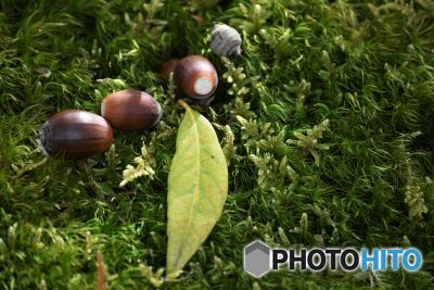 どんぐりころころ　２