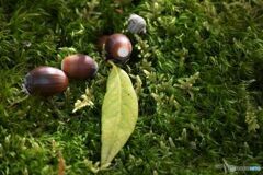 どんぐりころころ　２