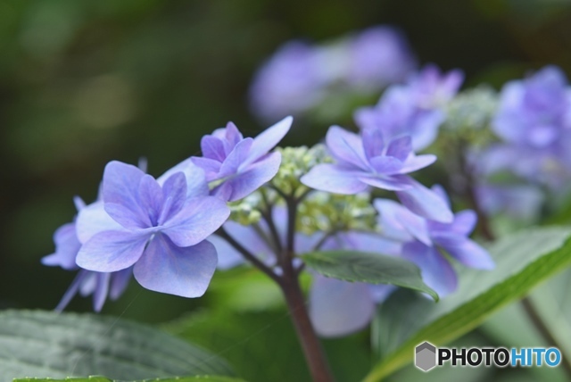 三景園の紫陽花　１９