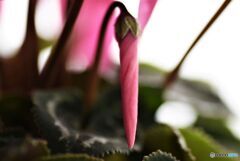 ピンクのパラソル