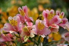 アルストロメリア