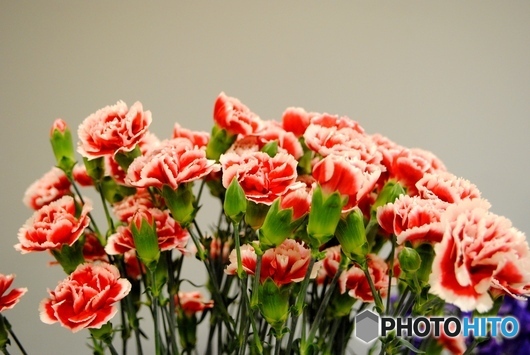 カーネーション　２