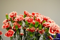 カーネーション　２