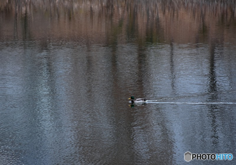 カモが泳ぐ池　２