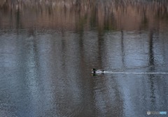 カモが泳ぐ池　２