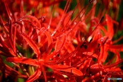 彼岸花　３
