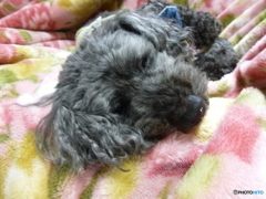 ジジは元気です！　４