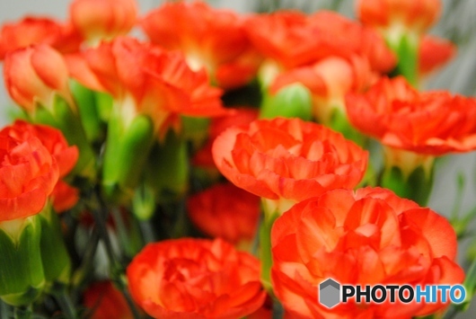 カーネーション　スパイシーオレンジ