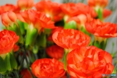 カーネーション　スパイシーオレンジ