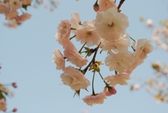 花のまわりみち　４