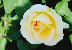 バラ・薔薇　６