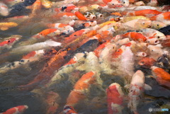 うじゃうじゃ☆