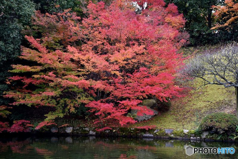 三景園の紅葉　３
