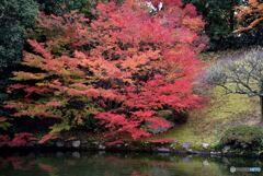 三景園の紅葉　３