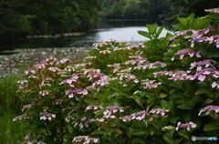 三景園の紫陽花９