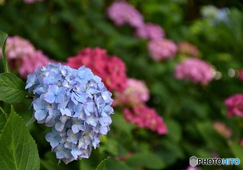 三景園の紫陽花　２２
