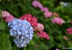 三景園の紫陽花　２２