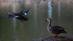 お堀のカルガモ　４