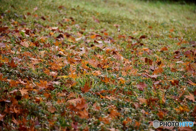 三景園の紅葉　５