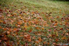 三景園の紅葉　５