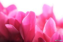 ピンクのほのお