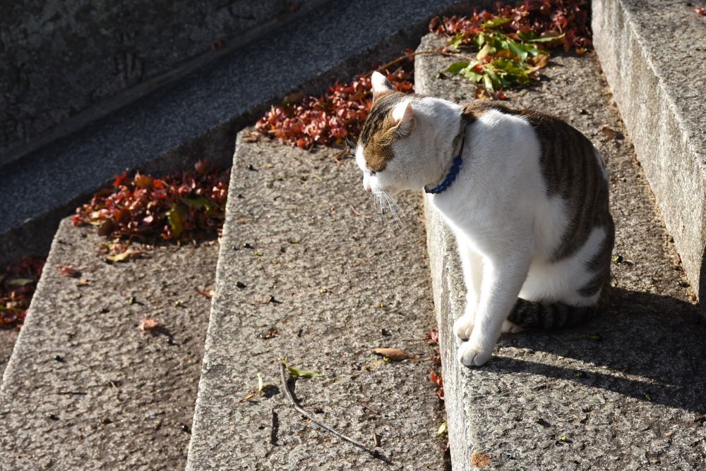 おのみちのニャンコ　３