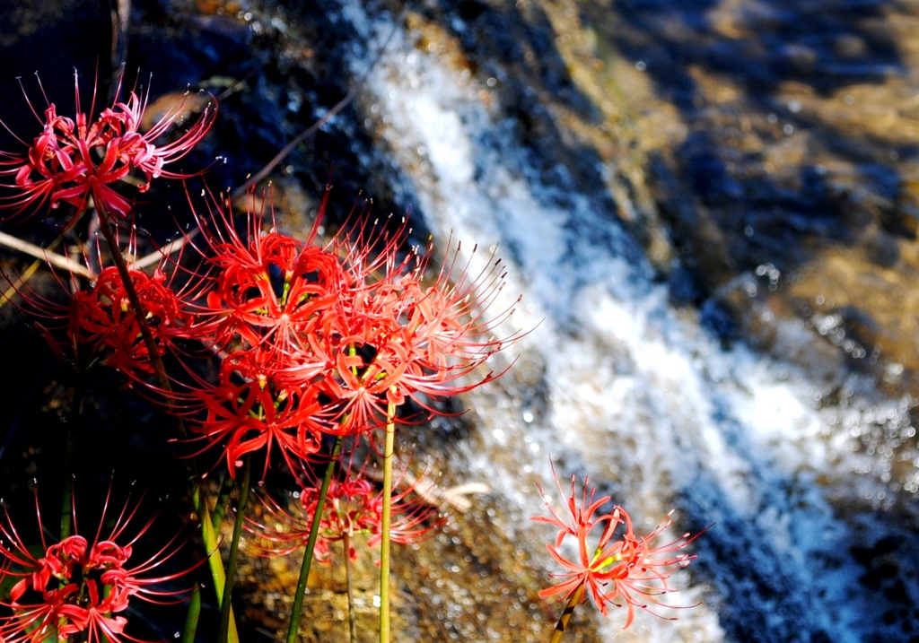 川辺に咲く彼岸花